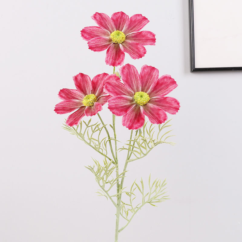 กุหลาบแดง