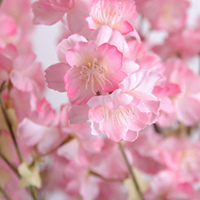 PZ-5-20 Usine en Gros Bonsaï Artificiel Faux Cerisier Sakura Rose avec Pot