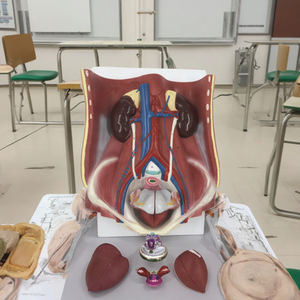 <span class=keywords><strong>6</strong></span>-Part Dual Sex PVC hệ thống tiết niệu giải phẫu mô hình con người mô hình cho y tế trường học & lớp học sử dụng - Product Image 3