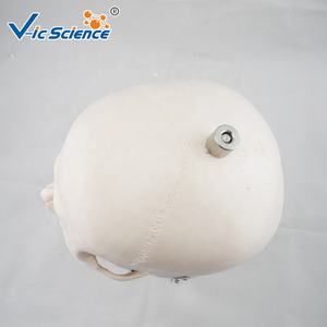 Cráneo modelo de cerebro humano blanco puro con columna cervical <span class=keywords><strong>tamaño</strong></span> <span class=keywords><strong>real</strong></span> <span class=keywords><strong>esqueleto</strong></span> humano cerebro espinas cervicales para ciencia médica - Product Image 5