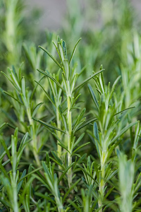 Extracto de Romero con 10% de Ácido Carnósico, Antioxidante Natural de Grado Alimenticio para Productos Cárnicos, Fabricado en Fábrica - Product Image 3