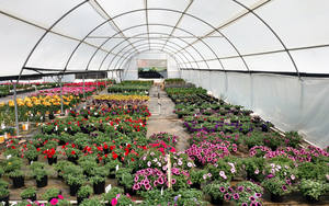 Structure en acier galvanisée à chaud de <span class=keywords><strong>tunnel</strong></span> de serre végétale commerciale de Sinok avec la feuille en plastique - Product Image 4