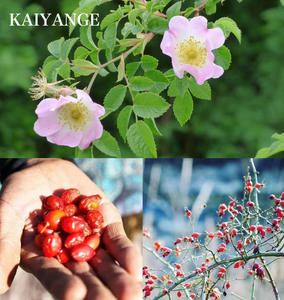 KAIYANGE <span class=keywords><strong>Ying</strong></span> Shi <span class=keywords><strong>Zi</strong></span> Fruits de rose multiflorale sauvages séchés naturels pour matériaux à base de plantes - Product Image 5