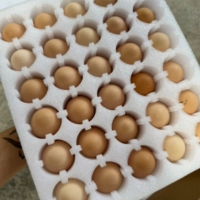 Spécialiste des plateaux de transport - Plateaux de transport pour 84/101 œufs, grands plateaux en carton et en plastique pour œufs de poulet/caille/pythone royal