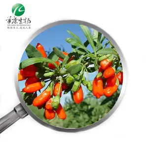 Bulk Chinese Wolf berry/Goji Berry Juice Extract 50 Polysaccharide Pulver