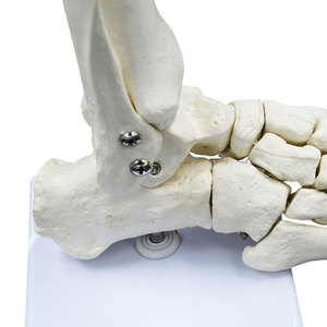 Modelo de esqueleto de articulación de pie humano de tamaño real DARHMMY para ciencia médica - Product Image 3