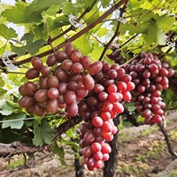 Langlebige Flexible Kunststoff-Tomatenclips Pflanzenstützringe mit Spritzgussverfahren