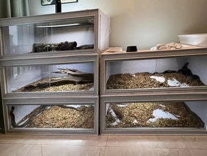 <span class=keywords><strong>Teca</strong></span> Terrario <span class=keywords><strong>per</strong></span> Rettili da 120 cm con Chiusura a Cinghia in Vetro e Plastica Imballato in Scatola con Vassoio in Plastica - Product Image 2