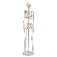 Modelo de esqueleto adulto de cuerpo completo de PVC de 85cm para entrenamiento de Ciencias Médicas modelo de Anatomía de la columna vertebral