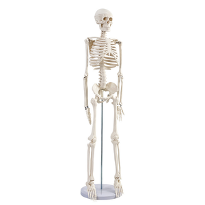 Modelo de esqueleto adulto de <span class=keywords><strong>cuerpo</strong></span> completo de PVC de 85cm para entrenamiento de Ciencias Médicas modelo de Anatomía de la columna vertebral - Product Image 6
