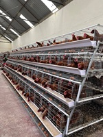 Nouvelle cage longue en acier galvanisé à 4 niveaux pour l'élevage de poules pondeuses, capacité 120, 128, 160 oiseaux