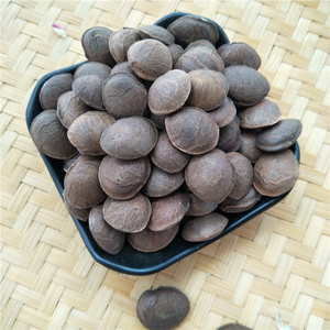 หยินเจียกั๋ว ขายส่งซาชาอินชีออร์แกนิกแห้ง (Plukenetia Volubilis) สำหรับทำน้ำมัน - Product Image 2