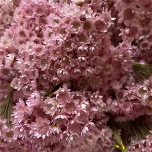 LUYI - Vente en gros de petites fleurs séchées naturelles brésiliennes (étoiles et mini marguerites) pour la Fête des Mères et Noël - Product Image 3