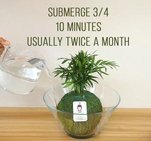 <span class=keywords><strong>Sansevieria</strong></span> Moonlight Kokedama con bola de musgo Estado colgante - Product Image 5