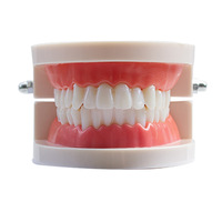 Modèles anatomiques dentaires, modèles de dents, aides pédagogiques pour empreintes dentaires, modèles de cavité buccale pour la pratique du brossage en maternelle
