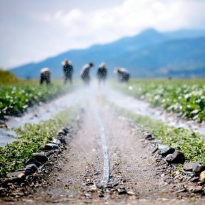 Système d'irrigation agricole en plastique pour 1 hectare, micro-asperseur 22 28 32 mm, goutteur, <span class=keywords><strong>tuyau</strong></span> de pulvérisation laser, <span class=keywords><strong>tuyau</strong></span> de pluie - Product Image 1