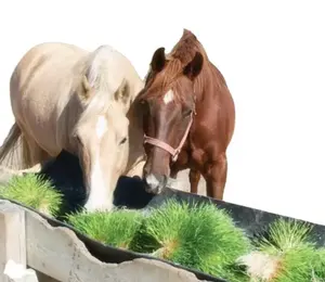 Sementes de cevada brotando sistema outros equipamentos pecuária microgreen crescente sistemas hidropônico forragem