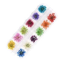 Geverifieerde Droge Bloem Fabrikant Mini Natuurlijke Echte Gedroogde Bloem Nail Art