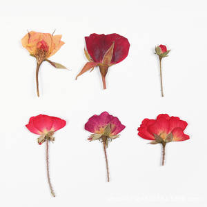 I645 <span class=keywords><strong>Rose</strong></span> a pressione laterale vere piccole <span class=keywords><strong>Rose</strong></span> fiori secchi pressati colori tinti per decorazioni - Product Image 3