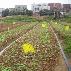 Pheromone sexuelle efficace contre les insectes Plutella Xylostella, liquide d'appât pour le contrôle des mites du diamant, pesticide écologique pour les légumes - Product Image 6