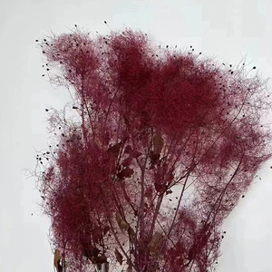 2023 Yunnan di alta qualità rosso conservato cespuglio di fumo/Cotinus coggygria per il <span class=keywords><strong>fioraio</strong></span> accessori per l'arredamento dell'ufficio - Product Image 5