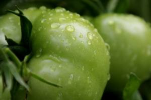 TW Green Tomato PDRN Complejo Antioxidante Premium Derivado de Plantas para Materia Prima Cosmética, Protección de la Piel y Cuidado Antienvejecimiento - Product Image 2