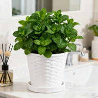 Plateau de pot de fleurs en PP au design traditionnel, durable, avec trou de drainage, capacité de 2,76 L, pour plantes succulentes d'intérieur