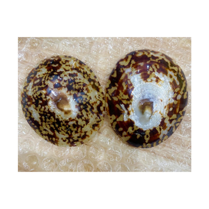 Conchas marinas pulidas, Lapa, concha de caracol, tamaño 5-7cm, disponible en stock, lapas pulidas, Concha artesanal para Festival - Product Image 3