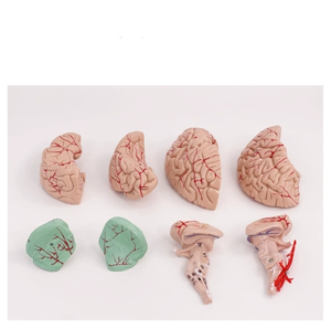 Modèle d'anatomie du cerveau humain Modèle anatomique en PVC en 8 parties pour modèle de neuroscience pour hôpital - Product Image 4