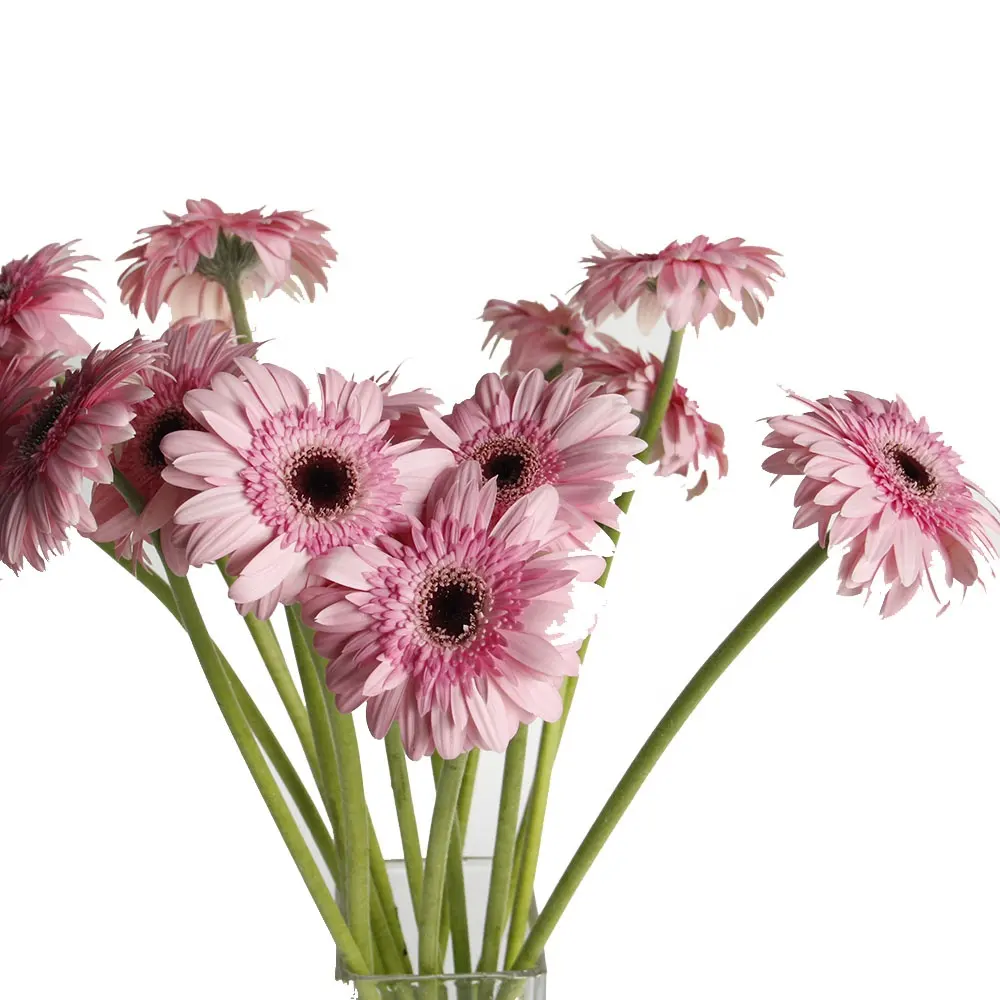 Karangan bunga Gerbera, berkualitas tinggi toko bunga dekorasi pernikahan perayaan Hari Valentine hadiah Natal