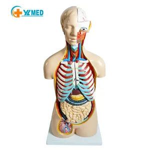 Both sexes human torso model Detachable parts Medical anatomy Model Professional edition