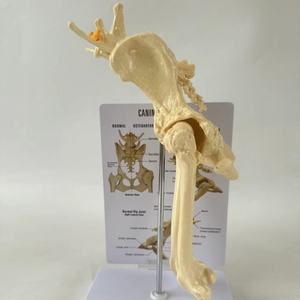 แบบจำลองข้อต่อสะโพกสุนัข โครงกระดูกสุนัข อุปกรณ์การสอนสัตวแพทย์ - Product Image 3