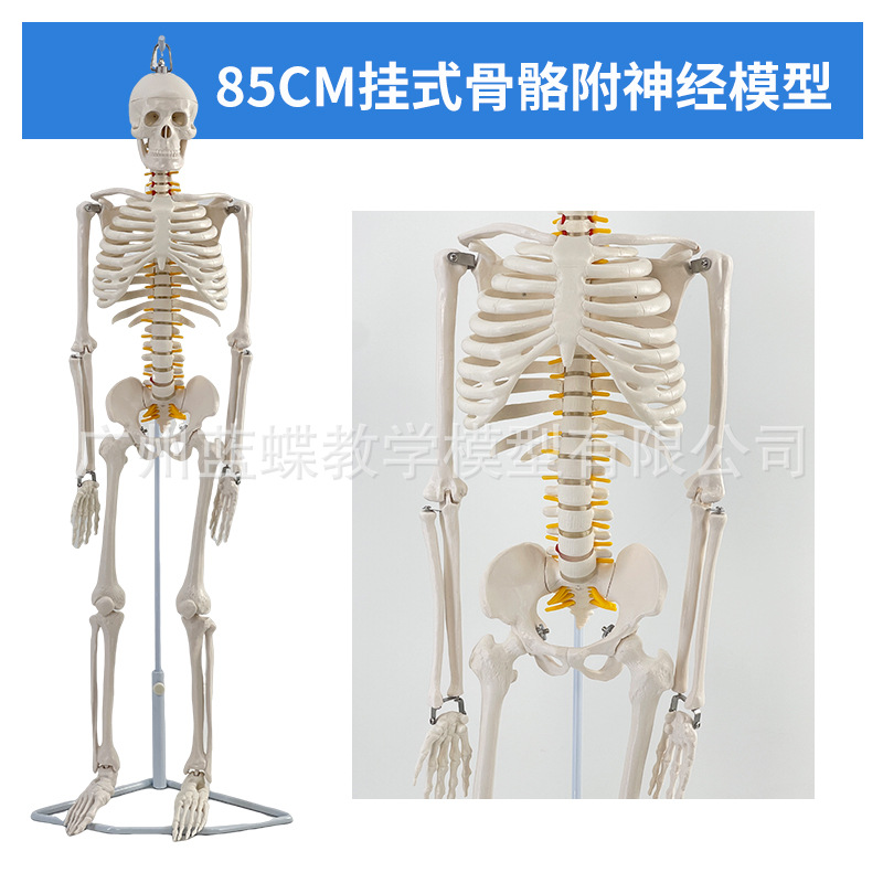 Structure osseuse de 85 cm [disque intervertébral du nerf rachidien suspendu]