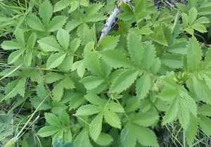 Extracto Líquido de <span class=keywords><strong>Agrimonia</strong></span> <span class=keywords><strong>Eupatoria</strong></span> de Alta Concentración, Antiinflamatorio, Calmante para Piel Sensible, Proveedor de Materia Prima - Product Image 3