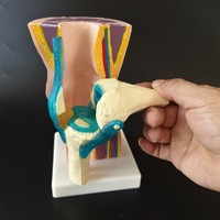 Modèle anatomique de l'articulation du genou humain avec peau et ménisque, pour l'enseignement médical, doté d'une structure détaillée