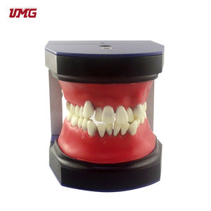 Addestramento ortodontico dei denti dentali modello typo't - Product Image 4