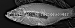 Máquina de Diagnóstico Veterinario Profesional EUR VET, Equipo Veterinario, Máquinas CBCT Veterinarias para Mascotas para Clínica - Product Image 6