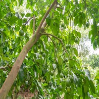 Oplosmiddelvrij puur watergeëxtraheerd Naringine 98% hoge zuiverheid natuurlijk grapefruitschil fruitextract voedingsmiddelkwaliteit poeder in trommel