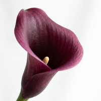 Bunga Calla Lily Tangkai Panjang Besar Real Touch, Buket Pernikahan Ringan, Hiasan Tengah Meja, Gaya Acara Chic, Sentuhan Premium, Buatan Tangan