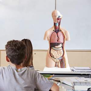 Modelo de <span class=keywords><strong>cuerpo</strong></span> <span class=keywords><strong>humano</strong></span> Torso Anatomy Doll 15 Partes extraíbles esqueleto visceral cerebro con Manual detallado altura de 10,5 pulgadas - Product Image 5