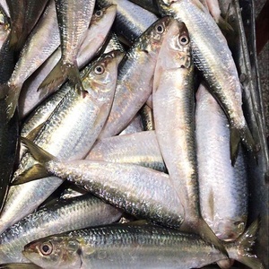 <span class=keywords><strong>Sardinas</strong></span> Congeladas Enteras Redondas IQF 100-200g 200-300g, Empaque Personalizado para Compradores Globales - Product Image 6