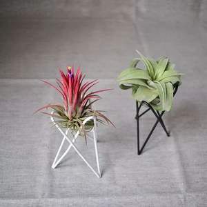 Support de table à air géométrique en <span class=keywords><strong>fer</strong></span> <span class=keywords><strong>forgé</strong></span>, pour conserver de l'air, des plantes, ananas, accessoire de bricolage bon marché - Product Image 2