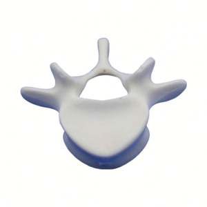 Modèle KyrenMed L5 de vertèbre lombaire en mousse solide modèle d'anatomie de squelette humain grandeur nature pour la formation en atelier d'orthopédie - Product Image 4