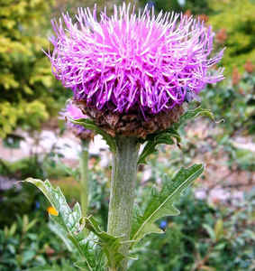 สารสกัดจากเลอูเซีย คาร์ธาโมอิดส์ แท้ 100% รากมาราล ผงสารสกัดจากเลอูเซีย คาร์ธาโมอิดส์ - Product Image 2