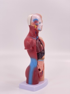 28cm人間のトランク医療教育モデル解剖学的胴体ボディパーツ教育用品 - Product Image 3