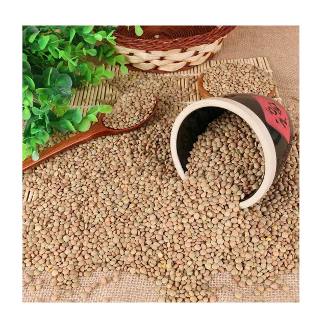 2022 New Crop High Quality Green Lentils Factory Supply Organic Lentils Beans