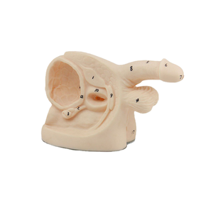 थोक पेशेवर चिकित्सा ग्रेड प्लास्टिक पुरुष प्रजनन शरीर रचना रचना यूरिनरी कैथीटेराइजेशन मॉडल नर्स अभ्यास शिक्षण - Product Image 1