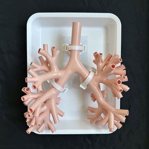 KyrenMed broncoscopia simulatore di allenamento Bronchi albero bronchiale modello bronco 4 con bocca orale vassoio e supporto colore della pelle - Product Image 6