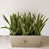 Tanaman ular buatan plastik tanaman Bonsai buatan tanaman ular santivieria Agave tanaman hias buatan untuk dekorasi dalam ruangan