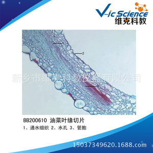 Rapeseed leaf margin section, plant slide, leaf and leaf metamorphosis, biological section specimen, <b>microscope</b> slide. - Product Image 5